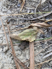 Anaxyrus boreas