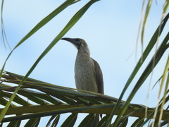 Philemon citreogularis