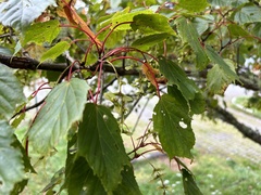 Acer morrisonense