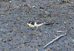 Haematopus ostralegus