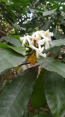 Tabernaemontana ventricosa