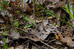 Caladenia clavescens
