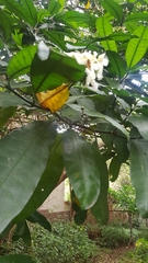 Tabernaemontana ventricosa