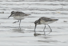 Calidris falcinellus