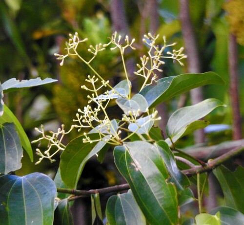 Cinnamomum burmanni image