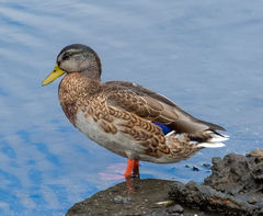 Anas platyrhynchos