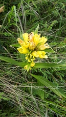 Gentiana punctata