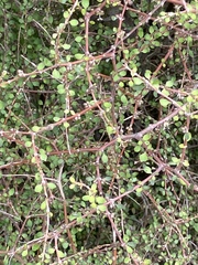 Coprosma virescens