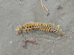 Undaria pinnatifida