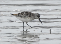 Calidris falcinellus
