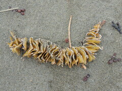 Undaria pinnatifida