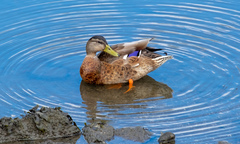 Anas platyrhynchos