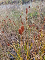Typha laxmannii