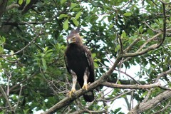 Lophaetus occipitalis