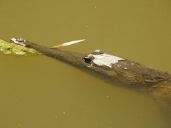 Crocodylus johnstoni