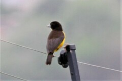 Ploceus bicolor bicolor