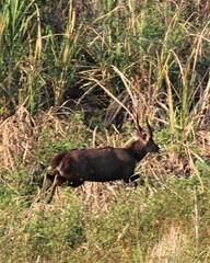 Tragelaphus sylvaticus sylvaticus