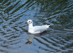 Chroicocephalus ridibundus