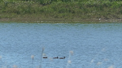 Dendrocygna autumnalis