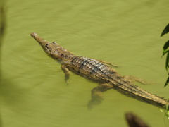 Crocodylus johnstoni