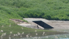 Nannopterum brasilianum