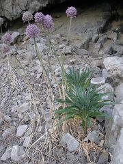 Allium commutatum