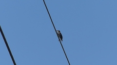 Sturnus vulgaris