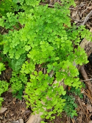 Adiantum aethiopicum