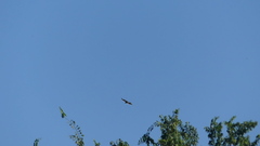 Buteo lineatus