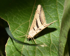 Chiasmia subcurvaria