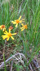 Jacobaea abrotanifolia