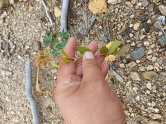 Hylotelephium telephium