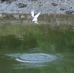 Sterna hirundo