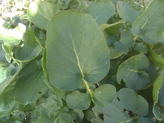 Angiospermae