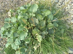 Angiospermae