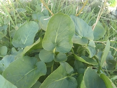 Angiospermae