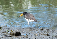 Haematopus ostralegus