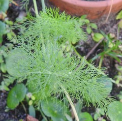 Foeniculum vulgare
