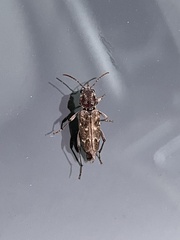 Xylotrechus nauticus