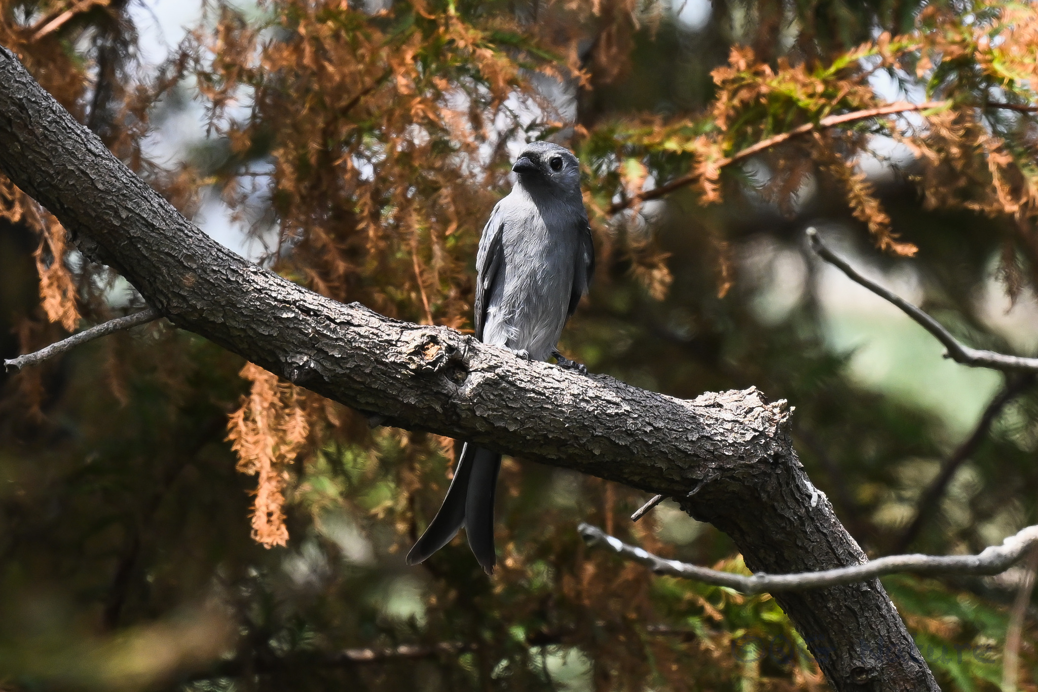 Ashy Drongo