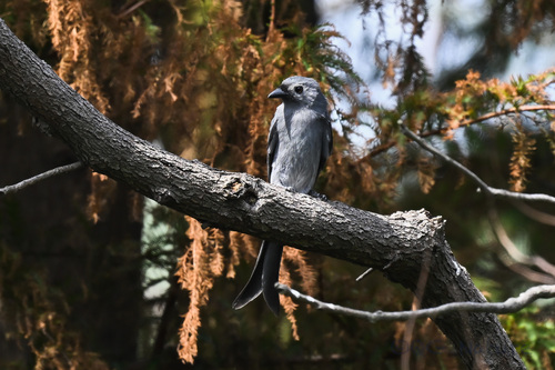Ashy Drongo (Dicrurus leucophaeus)