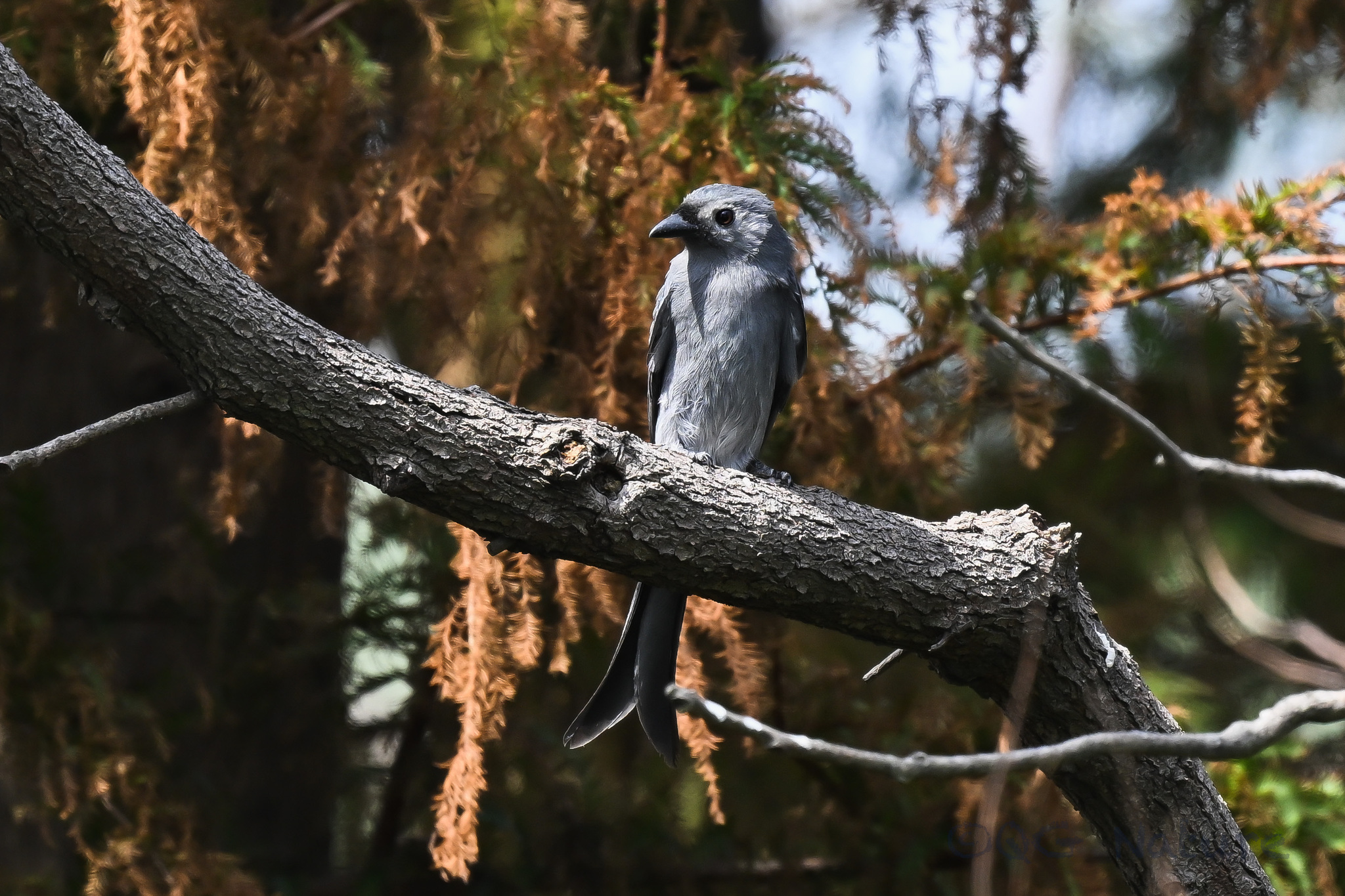 Ashy Drongo