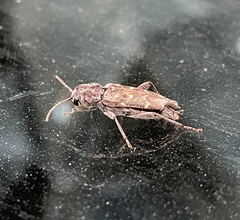 Xylotrechus nauticus