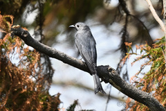 Dicrurus leucophaeus