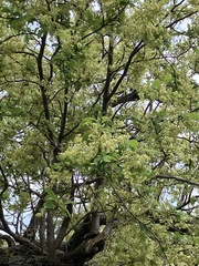 Plagianthus regius