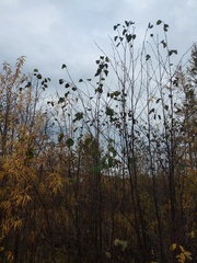Alnus hirsuta