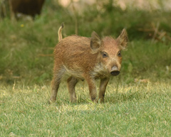 Sus scrofa domesticus