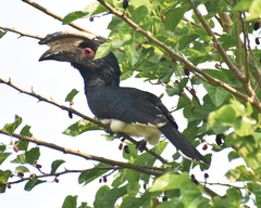 Bycanistes bucinator