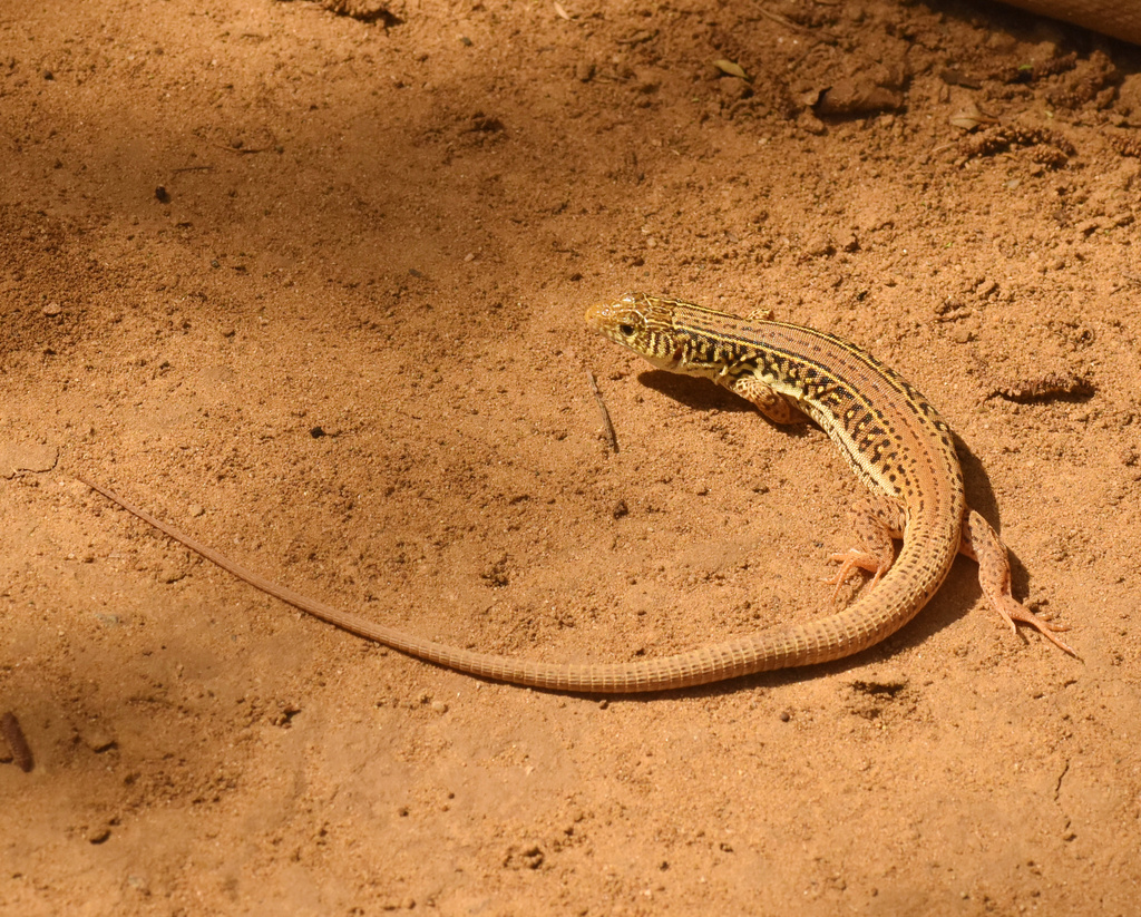 Ornate Sandveld Lizard