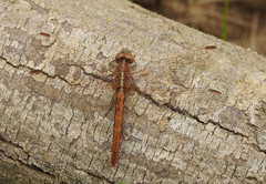 Diplacodes haematodes